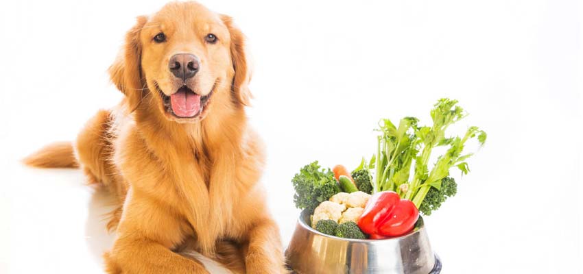 Alimentos buenos para los perros