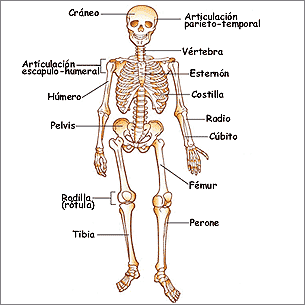 Huesos principales del cuerpo humano